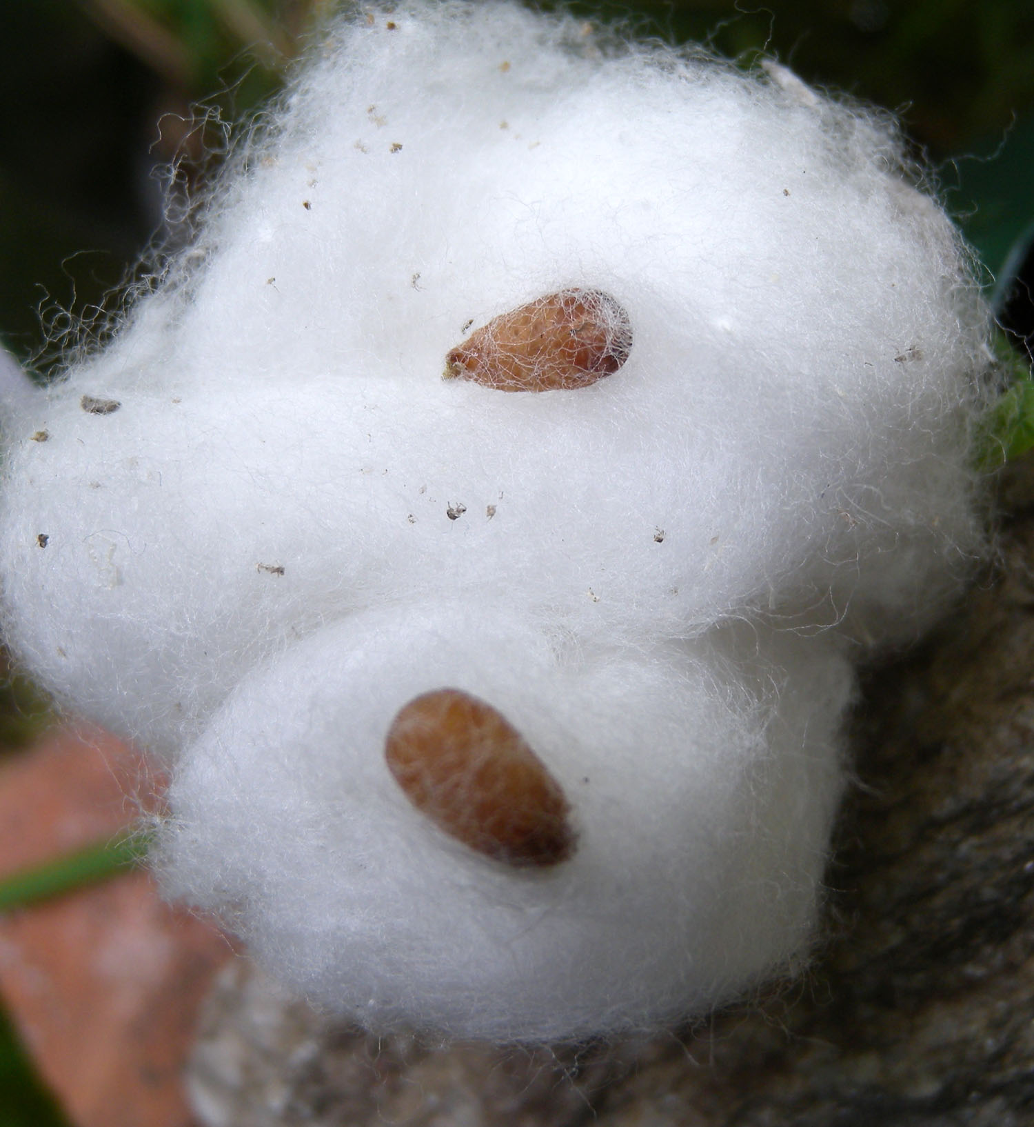 Syrphidae: Scaeva dignota da larva ad adulto